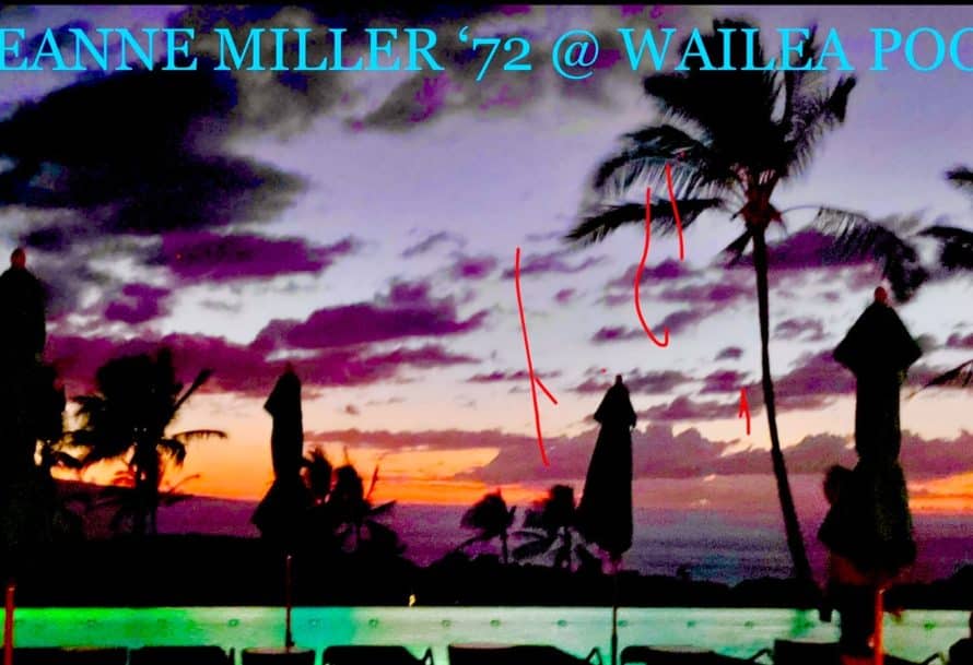Colorful sunset shot of palm trees by the ocean